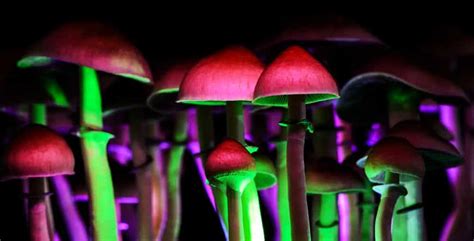 Exploring the Potential Long-Term Effects of Magic Mushroom Dependency